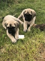 Bullmastiffs puppies wonderful and beautiful bullmastiff puppies will be great guard dogs, service dogs or just your best friend champion bloodlines bullmastiff puppies i have 3 male and 3 female bullmastiff puppies for sale. English Mastiff Puppies For Sale No Papers Bullmastiff Puppies For Sale