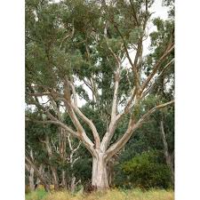 Image result for Eucalyptus tereticornis