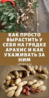какой способ размножения используют при выращивании картофеля и лука Kak Prosto Vyrastit U Sebya Na Gryadke Arahis I Kak Uhazhivat Za Nim In 2020 Amazing Gardens Growing Plants Garden