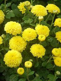 As a flower item, it can be relocated using a shovel. Mum Lemon Baby Tears Bluestone Perennials