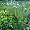 This is a must for any bed, mass planting, or border.2011 perennial plant of the year! Https Encrypted Tbn0 Gstatic Com Images Q Tbn And9gcsxbjmnbeclxfuwxavif79j9ejbzpcyv86h7hkimadl4en Nj0s Usqp Cau