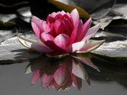 Pin On Floretes