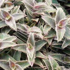 Image result for Cyanotis