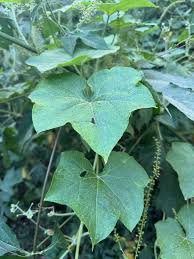 Image result for Sicyos