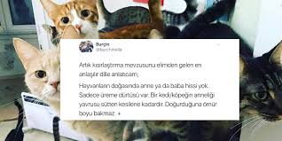 Hayvanseverleri Iki Kutuba Ayiran Kisirlastirma Hakkinda Kisa Ve Bilgilendirici Bir Yazi Onedio Com