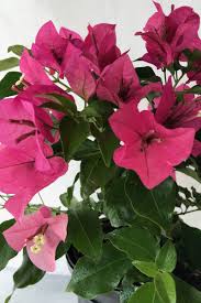 Pretty in pink applies to shrubs, too. Buy Rijnstar Pink Bougainvillea Excludes Ca Az Size 2 5 Quart Bush At Root 98 Warehouse For Only 55 99