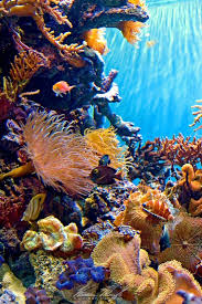 Coral Reef Animals And Plants Underwater Underwater Art Interior Design Modern Art Modern B Beautiful Sea Creatures Coral Reef Animals Sea Animals