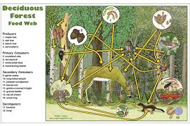 Deciduous Forest Food Web Activity Food Web Food Web Activities Biomes Activities
