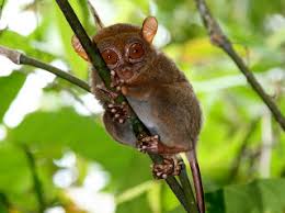 We did not find results for: 17 Contoh Fauna Indonesia Bagian Barat Ilmugeografi Com