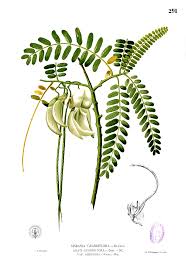 Image result for Sesbania brevipedunculata