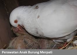 We did not find results for: Perawatan Anakan Burung Merpati Perkutut Nusantara