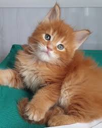 Favorite this post may 29 Maine Coon Kittens For Sale Maine Coon Cats For Sale