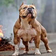 Perfect Dog Dogsofinstagram Bully Mma Box Instagood International Followme Selfie Pitbull Americanbully Hayvanlar Kopek Danua