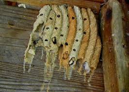 Birds That Make Mud Nests On Buildings Pin On God S Beautiful World