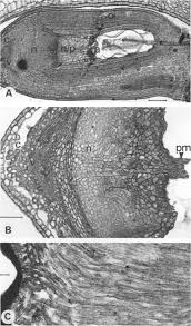 Image result for Tecophilaeaceae