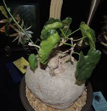 Image result for Pyrenacantha