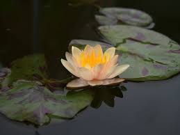 Nymphaea Chrysantha Hardy Water Lily Thailand 009 Water Lily Water Flowers Water Lilies