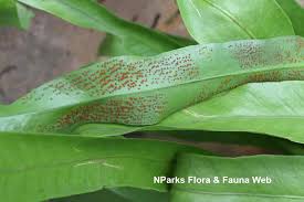 Image result for Microsorum punctatum