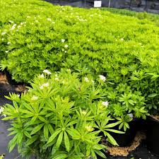 Image result for Galium
