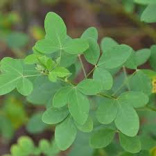 Image result for Crotalaria oocarpa