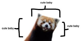 These pandas typically grow to the size of a house cat, though their big, bushy tails add an additional 18 inches. Red Panda Redpandasdaily Twitter