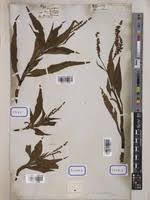 Image result for Persicaria madagascariensis