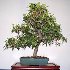 Desde que comecei a me dedicar à arte do bonsai em 1990, a eugenia sprengelli sempre foi uma das espécies que eu. Brush Cherry Eugenia Myrtifolia Syzygium Bonsai Empire