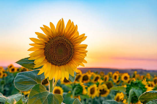 504,400+ Sunflower Stock Photos, Pictures & Royalty-Free Images - iStock