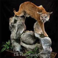 Lifesize Mountain Lion Floor Base With Customhabitat On Its Way Home Tonight Hunting Huntwashington Huntingwashingtonsta Mountain Lion Habitats Taxidermy