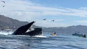 Updated 10:58 am et, wed november 4, 2020. Humpback Whale Almost Swallows Kayakers In California Wkrc