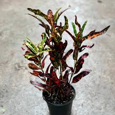 Image result for Croton kilwae