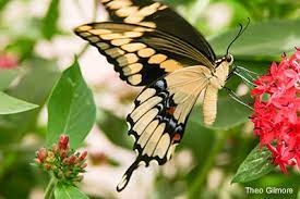 Attracting Butterflies