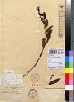 Image result for Aristolochia hockii