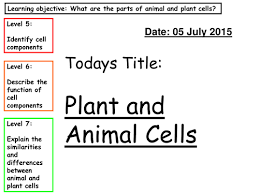 This is an excellent resource which will save you time and engage your students. Cells Lesson 2 Plant And Animal Cells Teaching Resources
