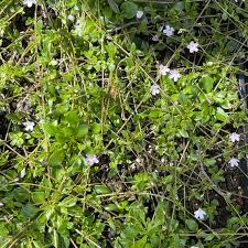 Image result for Montia