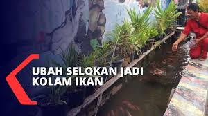Mirip Di Jepang Warga Di Semarang Sulap Selokan Jadi Kolam Ikan Youtube