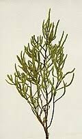 Image result for Salicornia pachystachya