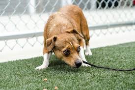 7 Tips On Canine Body Language Aspcapro