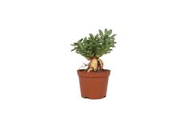 Image result for Monadenium lugardiae