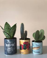 For those living in colder regions, you may find whether potted or in the ground, a good time to water desert cacti is whenever the soil is dry. Canned Trio Plants Plant Decor Plant Lady