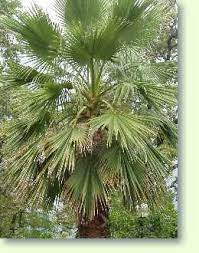 Maybe you would like to learn more about one of these? Washingtonia Palme Pflege Der Palme Pflanzenfreunde Com