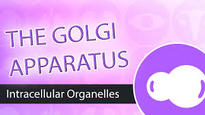 The golgi apparatus is morphologically very similar in both plant and animal cells. Golgi Apparatus Definition Structure Function