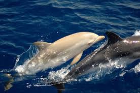 Albino Dolphin Albino Dolphin Albino Animals Dolphins