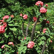 Image result for Euphorbia lissosperma