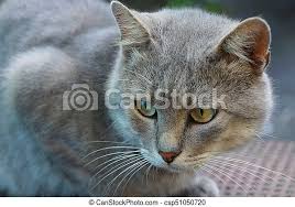 Une chat blanc et gris aux yeux verts a perdu son propriétaire… une cliente de l'épicerie l'a recueilli, pour plus d'informations nous contacter. Gris Yeux Grand Chat Rue Vert Beau Chat Gris Rue Seance Canstock