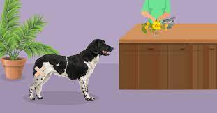 Those creams are not meant to be consumed. Treating Dog Wounds Natural Options For Open Wounds Dogs Naturally