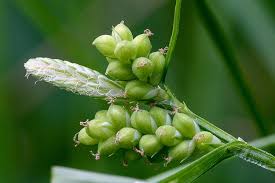 Image result for Cyperaceae