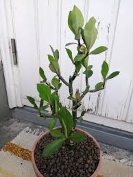 Image result for Euphorbia grantii