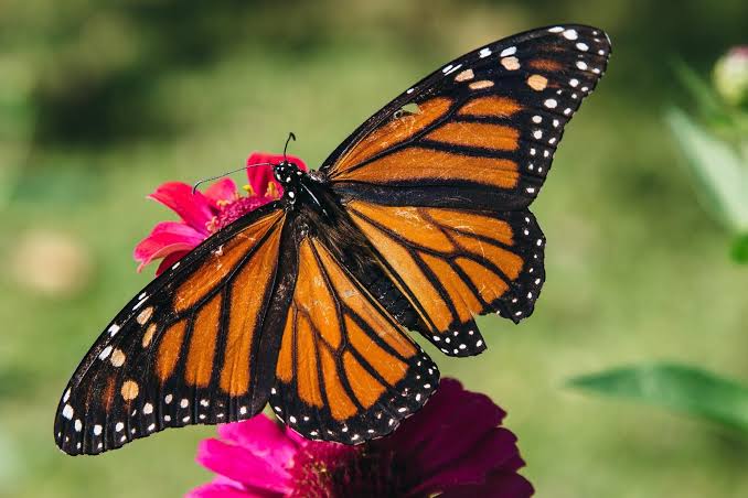 The Life Cycle of the Monarch Butterfly