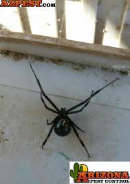 Here's a detailed guide on the effects of camel spider bites, its signs normally, the spider is not aggressive towards man, and it only bites when it feels that it is under threat. How To Keep Spiders Out Of Your House Az Pest